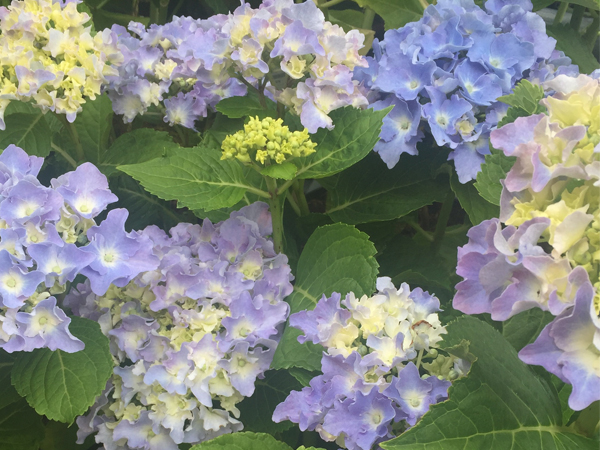 日本の梅雨時期の花　あじさい