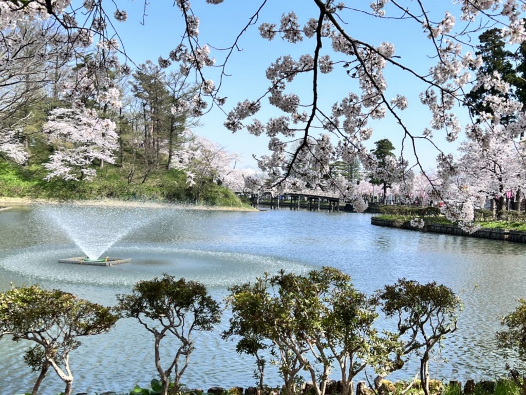 高田城址公園の桜　2022