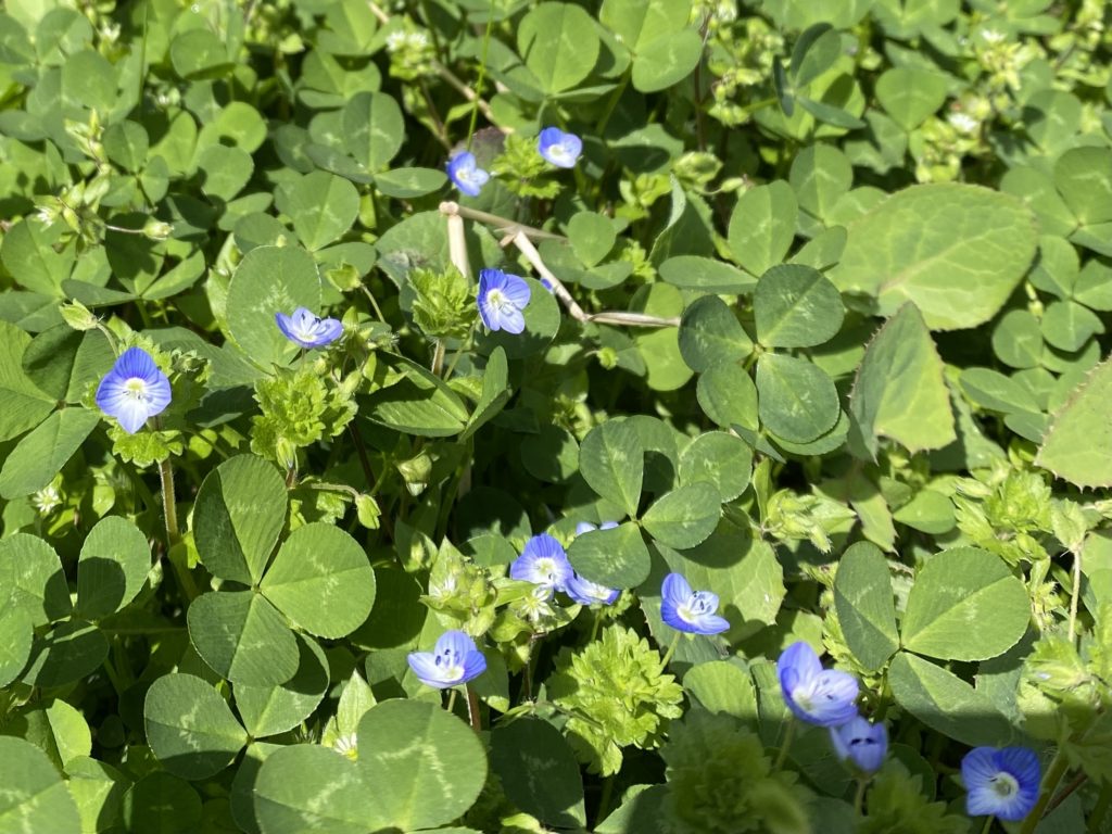 雲間草