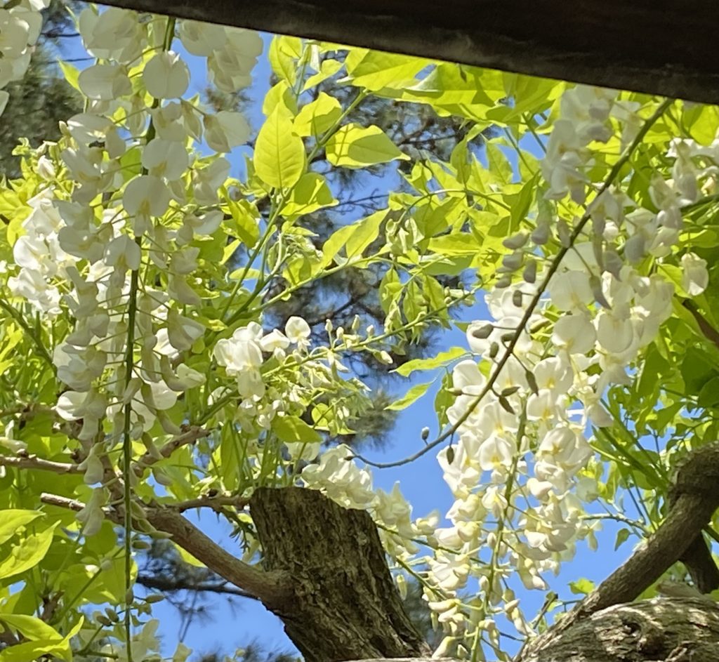 藤の花